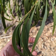 Acacia implexa (Hickory Wattle, Lightwood) at Table Top, NSW - 5 Mar 2024 by Darcy