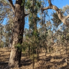 Acacia implexa at Nine Mile Reserve - 5 Mar 2024 06:09 PM