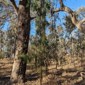 Acacia implexa at Nine Mile Reserve - 5 Mar 2024 06:09 PM
