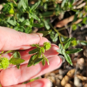 Opercularia hispida at QPRC LGA - 5 Mar 2024