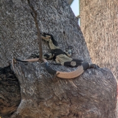 Varanus varius (Lace Monitor) at Table Top, NSW - 5 Mar 2024 by Darcy