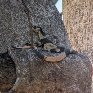 Varanus varius at Nine Mile Reserve - suppressed