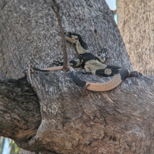 Varanus varius at Nine Mile Reserve - suppressed