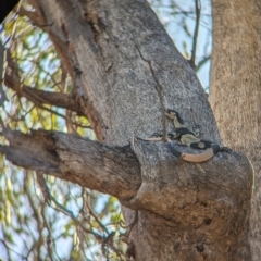 Varanus varius at Nine Mile Reserve - suppressed