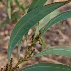 Acacia rubida (Red-stemmed Wattle, Red-leaved Wattle) at Nine Mile Reserve - 5 Mar 2024 by Darcy