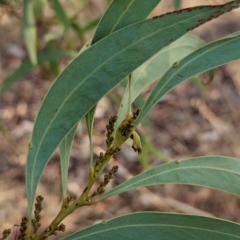 Acacia rubida (Red-stemmed Wattle, Red-leaved Wattle) at Albury - 5 Mar 2024 by Darcy
