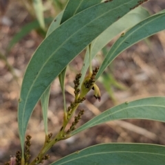 Acacia rubida at Albury - 5 Mar 2024 06:28 PM
