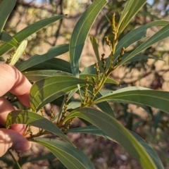 Acacia rubida at Albury - 5 Mar 2024 06:28 PM