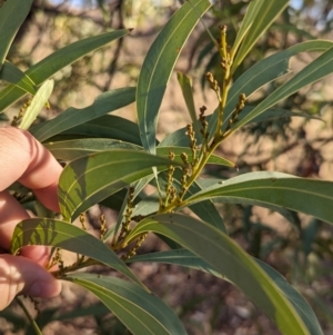 Acacia rubida at Albury - 5 Mar 2024 06:28 PM