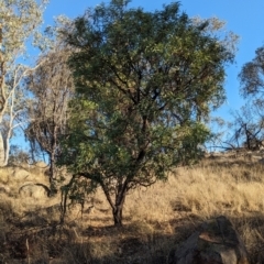 Acacia rubida at Albury - 5 Mar 2024 06:28 PM