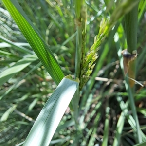 Poa labillardierei at Watson Woodlands - 5 Mar 2024