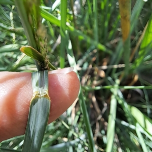 Poa labillardierei at Watson Woodlands - 5 Mar 2024