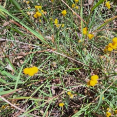 Chrysocephalum apiculatum at Watson Woodlands - 5 Mar 2024