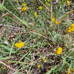 Chrysocephalum apiculatum at Watson Woodlands - 5 Mar 2024 12:21 PM