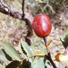 Rosa sp. (A Wild Rose) at Watson, ACT - 5 Mar 2024 by abread111