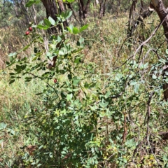 Rosa sp. at Watson, ACT - 5 Mar 2024