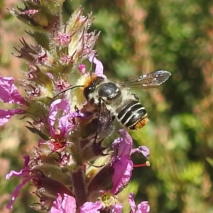 Megachile (Eutricharaea) maculariformis at ANBG - 5 Mar 2024