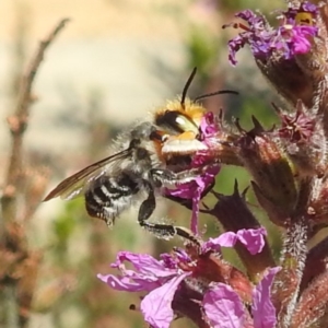 Megachile (Eutricharaea) maculariformis at ANBG - 5 Mar 2024