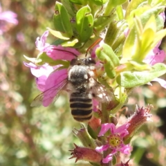 Megachile (Eutricharaea) maculariformis at ANBG - 5 Mar 2024