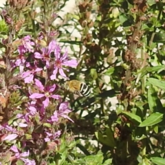 Amegilla (Zonamegilla) asserta (Blue Banded Bee) at ANBG - 5 Mar 2024 by HelenCross