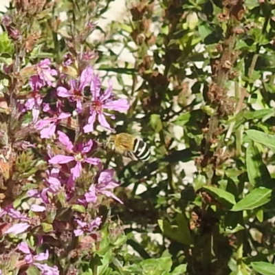 Amegilla (Zonamegilla) asserta (Blue Banded Bee) at Acton, ACT - 5 Mar 2024 by HelenCross