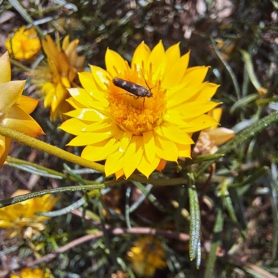 Eretmocera (genus) (Scythrididae family) at Watson Woodlands - 5 Mar 2024 by abread111