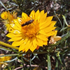 Eretmocera (genus) (Scythrididae family) at Justice Robert Hope Reserve (JRH) - 5 Mar 2024