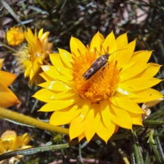 Eretmocera (genus) (Scythrididae family) at Justice Robert Hope Reserve (JRH) - 5 Mar 2024