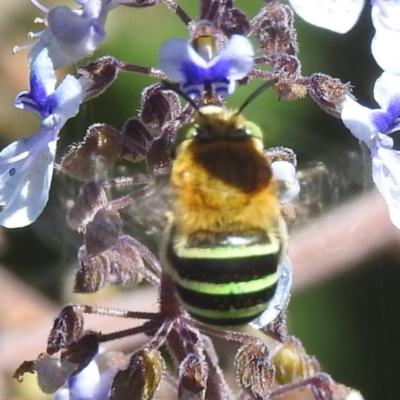 Amegilla (Zonamegilla) asserta (Blue Banded Bee) at Acton, ACT - 5 Mar 2024 by HelenCross