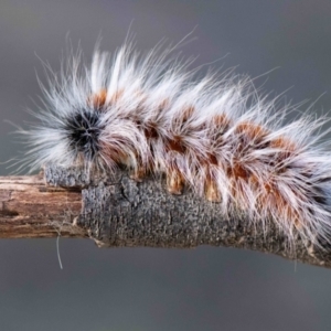 Anthela varia at Higgins Woodland - 5 Mar 2024