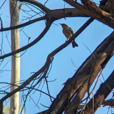 Ptilotula penicillata (White-plumed Honeyeater) at Albury - 5 Mar 2024 by Darcy