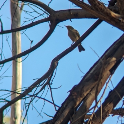 Ptilotula penicillata (White-plumed Honeyeater) at Nine Mile Reserve - 5 Mar 2024 by Darcy