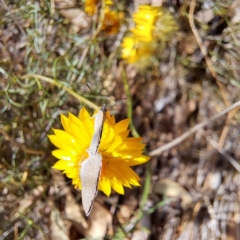 Zizina otis (Common Grass-Blue) at Justice Robert Hope Reserve (JRH) - 5 Mar 2024 by abread111