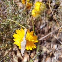 Zizina otis (Common Grass-Blue) at Watson Woodlands - 5 Mar 2024 by abread111