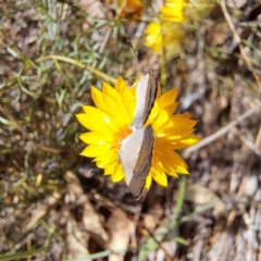 Zizina otis at Justice Robert Hope Reserve (JRH) - 5 Mar 2024 12:43 PM