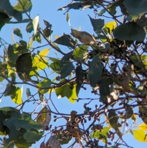 Pardalotus striatus at Nine Mile Reserve - 5 Mar 2024