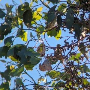 Pardalotus striatus at Nine Mile Reserve - 5 Mar 2024