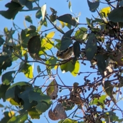 Pardalotus striatus at Nine Mile Reserve - 5 Mar 2024