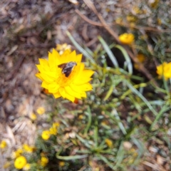 Geron nigralis (Slender bee fly) at Watson Woodlands - 5 Mar 2024 by abread111