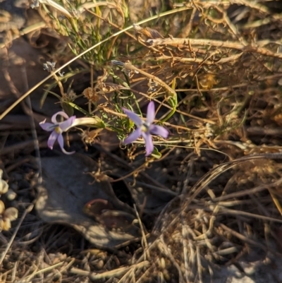 Isotoma axillaris (Australian Harebell, Showy Isotome) at Albury - 5 Mar 2024 by Darcy