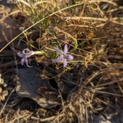 Isotoma axillaris (Australian Harebell, Showy Isotome) at Albury - 5 Mar 2024 by Darcy