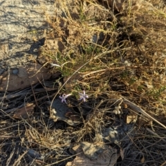 Isotoma axillaris at Albury - 5 Mar 2024