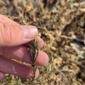 Isotoma axillaris at Albury - 5 Mar 2024