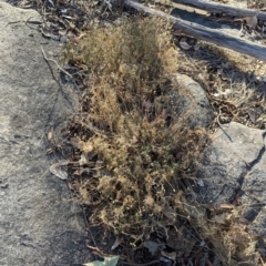 Isotoma axillaris at Albury - 5 Mar 2024