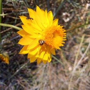 Glyphipterix (genus) at Justice Robert Hope Reserve (JRH) - 5 Mar 2024 01:20 PM