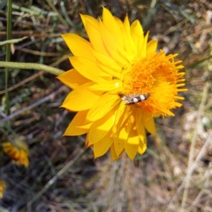 Glyphipterix (genus) at Justice Robert Hope Reserve (JRH) - 5 Mar 2024 01:20 PM