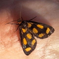 Asura cervicalis (Spotted Lichen Moth) at Mount Ainslie - 29 Feb 2024 by JenniM