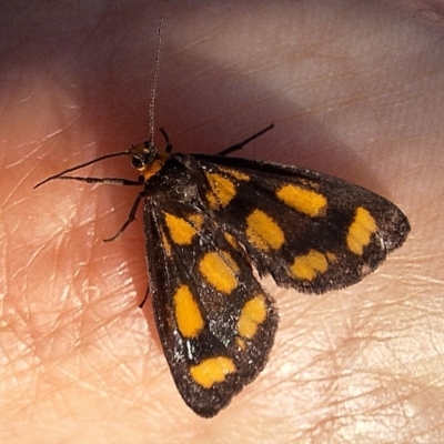 Asura cervicalis (Spotted Lichen Moth) at Mount Ainslie - 28 Feb 2024 by JenniM