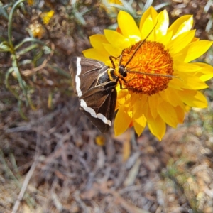 Nyctemera amicus at Justice Robert Hope Reserve (JRH) - 5 Mar 2024 01:59 PM