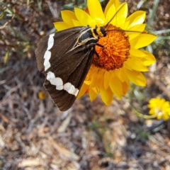 Nyctemera amicus at Justice Robert Hope Reserve (JRH) - 5 Mar 2024 01:59 PM